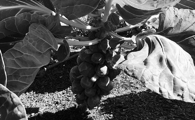 Brussels sprouts grow in the axils of the leaves. The bottom leaves in this photo were removed to make harvesting easier. NDSU photo.