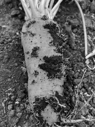 Plant roots are responsible for anchoring the plant in the ground and collecting water and nutrients for plant processes. NDSU photo.