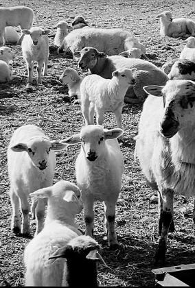 A fourth generation of shepherds continues a family legacy