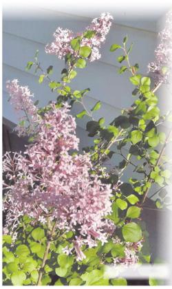 Korean Lilac photo by Clint Van Camp