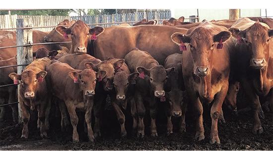 The Dakota Alternative Beef Cow Systems Symposium will provide up-todate research and information about alternative production practices.