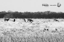Winter wildlife at a distance