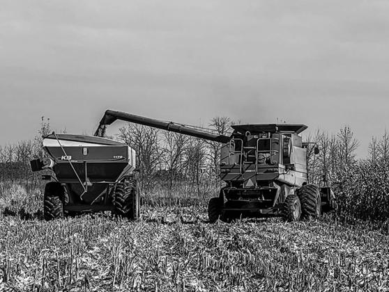 Corn harvest at a farm near Mapleton, North Dakota during the autumn of 2024. Farmers await further news of how the trade war will impact them if tariffs against Canada and Mexico go into effect. China levied a 15% charge on corn on Mar. 10 after U.S. tariffs went into effect. Photo by Sabrina Halvorson, NDNC CEO.