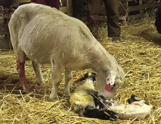 A healthy lamb and caring ewe are important parts of a sheep operation. (NDSU photo)