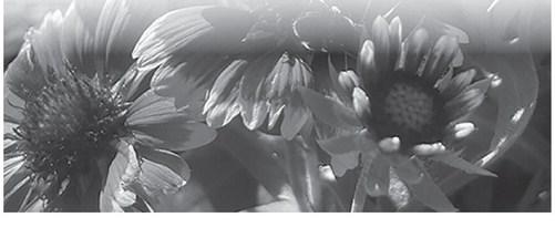 Bright native plants such as blanket flowers can add color to your landscape. NDSU photo