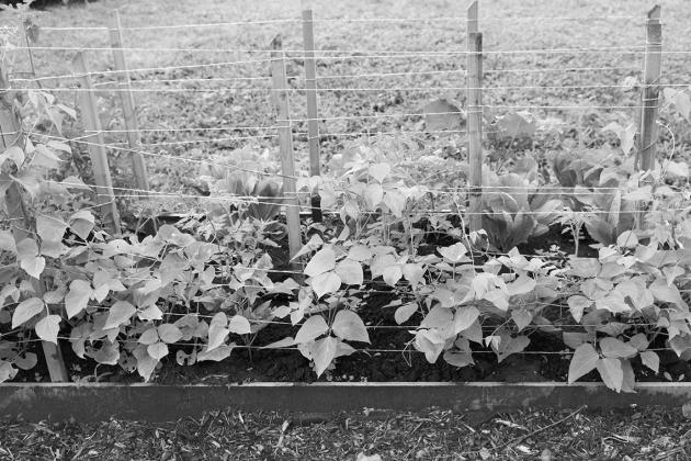Growing climbing fruit and vegetables on a trellis saves garden space and makes harvest easier.