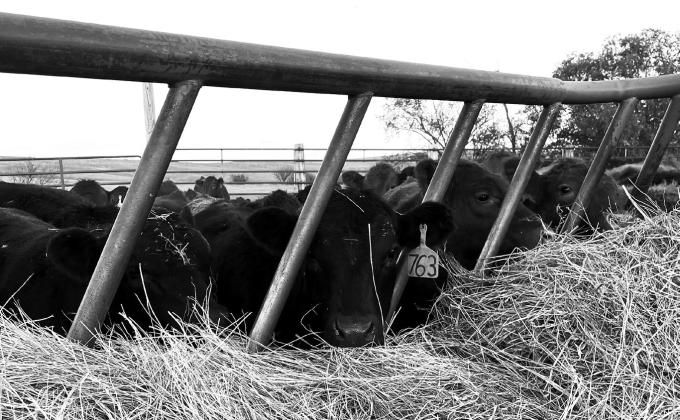 For the first few days of weaning, calves should be provided with high-quality, long-stem grass hay, similar to what they may have consumed on pasture with their dams. (NDSU photo)