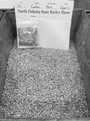 Photo by Jessica Tull of one of countless varieties of barley
