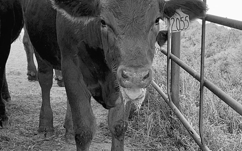 This calf exhibits a high panting score and foaming of the mouth caused by heat stress. (NDSU photo)