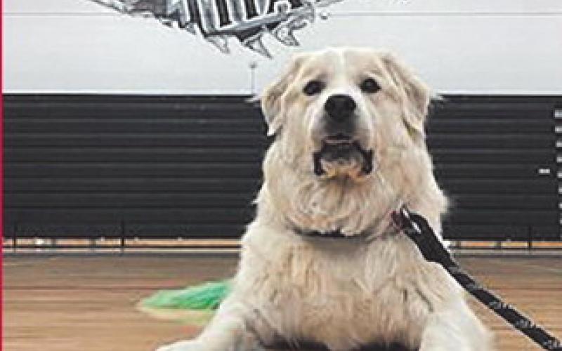 Therapy dog turns ruff days into paws-itive ones for students