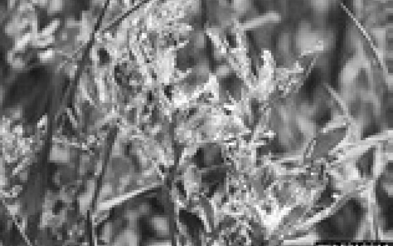 Now is the time to scout for alfalfa weevil to determine the best control and management practices. (Photo by Whitney Cranshaw, Colorado State University, Bugwood.org)