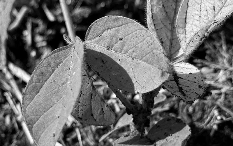 Selecting a soybean variety with IDC tolerance is an important management decision that can help producers minimize the negative impact of chlorosis on yield. NDSU photo