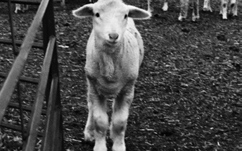 NDSU sheep workshop scheduled for April 15
