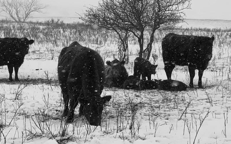 Adequate nutrition, water access and bedding are just some of the considerations that ranchers should be thinking about during winter storms. (NDSU photo)