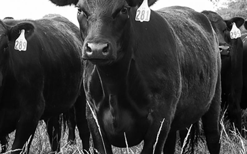 Cattle are highly selective, and they seek out the high-quality plants and will graze them to oblivion if allowed. (NDSU photo)