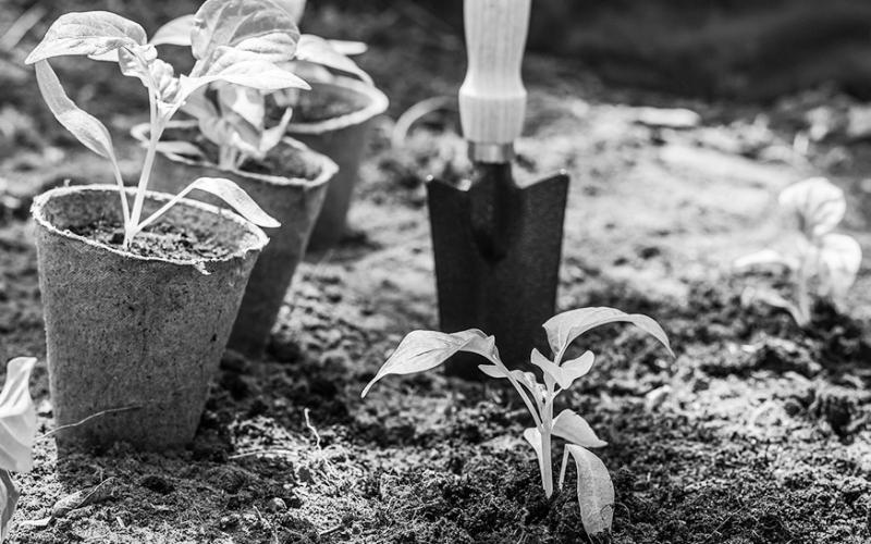 NDSU Extension's Field to Fork webinars will provide information about growing, preserving and preparing speciality-crop fruits and vegetables. (Pixabay photo)