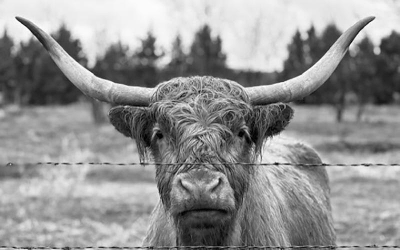 Winning photo in the ‘animal’ category.