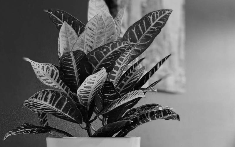 Croton plants are popular, simply for their colorful foliage. Photo by Unsplash.