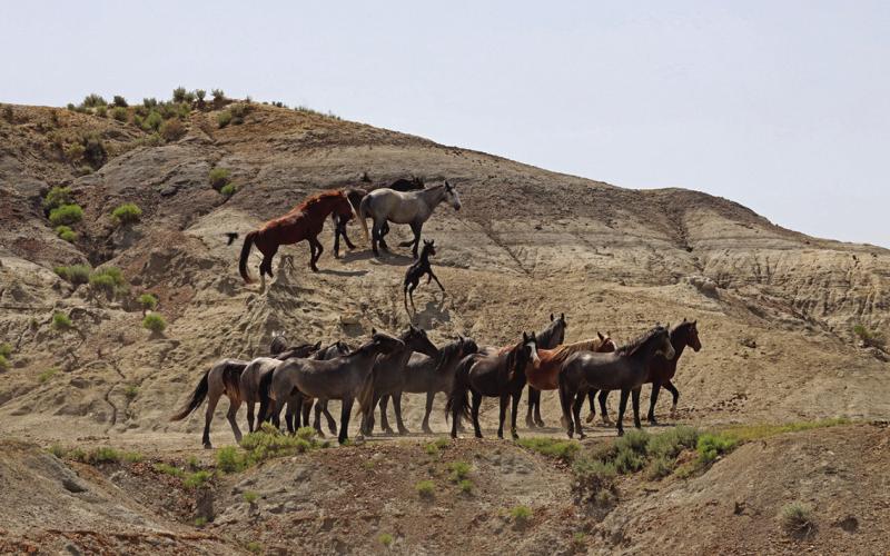 Horses from the Arrowhead and Flax bands mingle below the crest of a butte, with foal Grizz scampering up toward his mother Little Bear [black, in back] in June, 2023. Photo provided by Christine Kman.