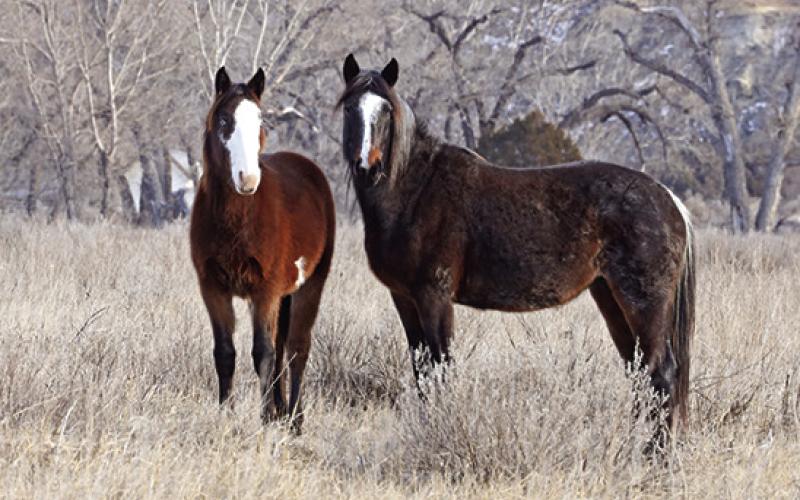 Horses Dreamer [left] and her mother Bee of stallion Nicols band of horses, taken near Peaceful Valley Ranch in December 2023. Photo provided by Christine Kman.