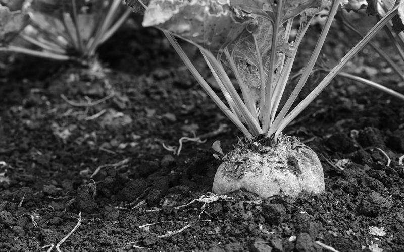 For the first time in years, weather conditions forced re-seeding of area sugarbeet fields.