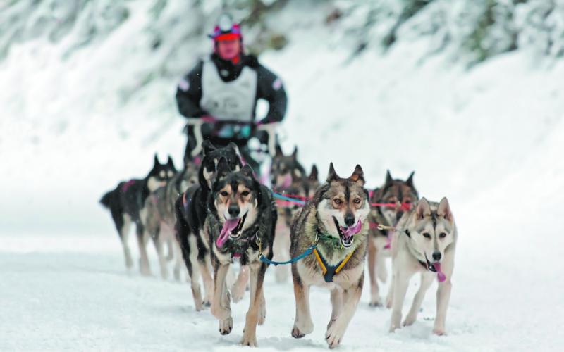 Dog sledding presentation set