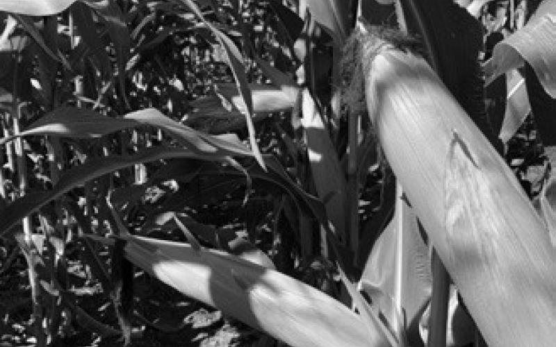 The Getting It Right annual crop production webinars feature the latest research-based production information presented by NDSU specialists. (NDSU photo)