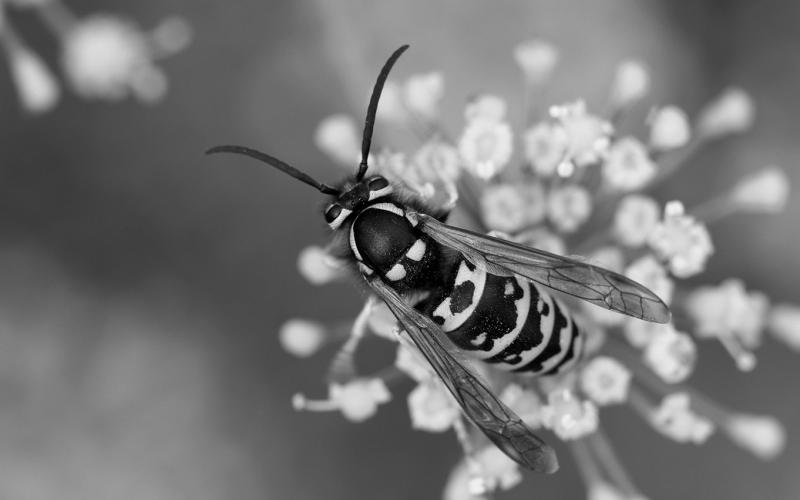 Yellowjackets have smooth bodies with few hairs compared to bees. Photo by Whitney Cranshaw, Colorado State University, Bugwood.org