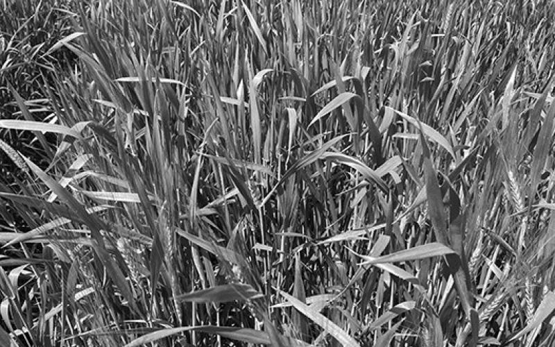 2023 NDSU Hard Red Spring Wheat, Durum and Barley-Oat-Rye variety trial results now available