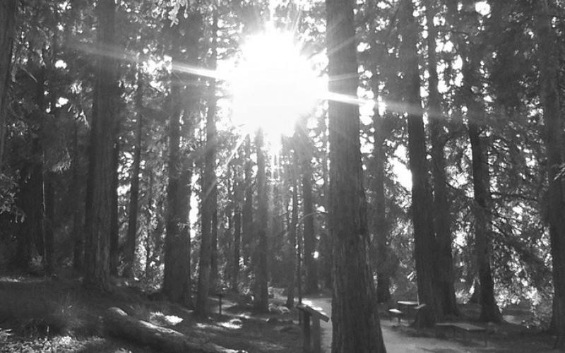 Sunshine peeking through redwood trees. Photo by Clint Van Camp.