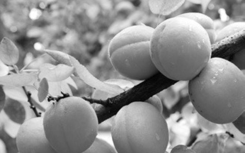 To enjoy both the splendor of apricot blossoms in spring and their golden fruits in summer, we need to delay the blooming as long as possible. (Pixabay photo)