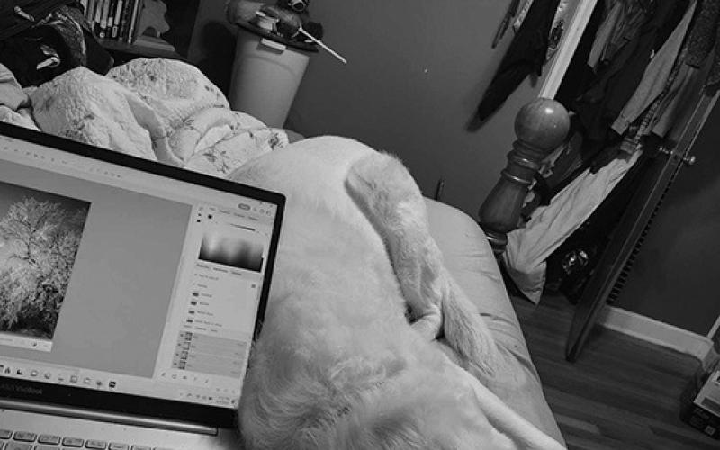 Left, aunty; middle, my mom. Luna laying in bed with me while I work from my “childhood room.”