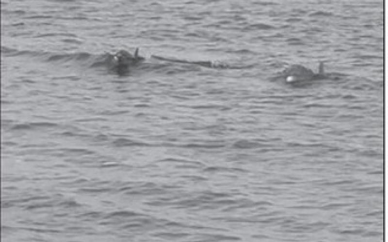 Certain death – two killer dolphins bearing down on our pontoon.