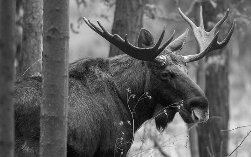 Elk, moose, bighorn sheep applications online