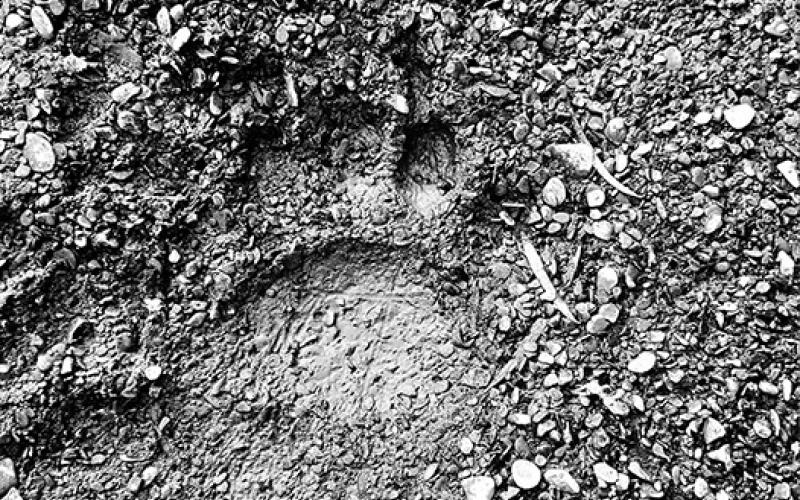 Can you see the bear print?