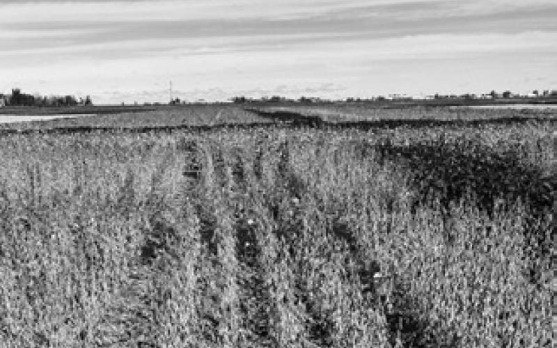 The update has major revisions about irrigation, disease, insect and weed management, and several management practices. (NDSU photo)