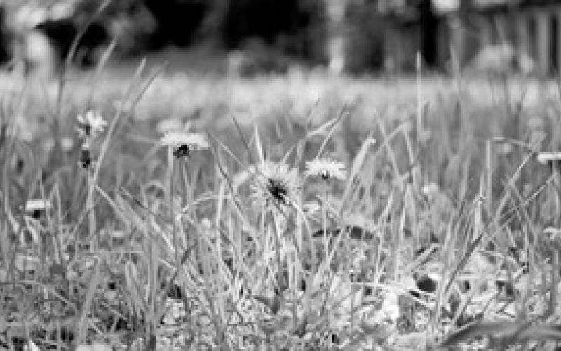 While No Mow May results in blooming dandelions, recent research has shown that dandelions are fairly poor nutrition sources for many pollinator species. (Pixabay photo)