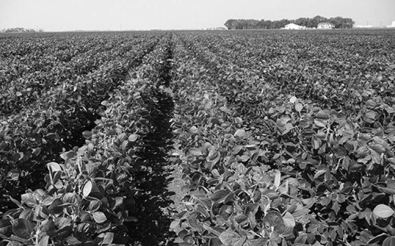 The Crop Compare spreadsheet helps farmers compare cropping alternatives using the direct costs and yields from the 2024 projected crop budgets for North Dakota. (NDSU photo)
