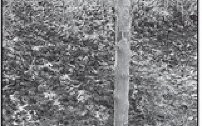 Snowdrifts allowed the rabbits to eat several feet of bark on this tree a few winters ago; without the bark, the tree died. (NDSU photo)