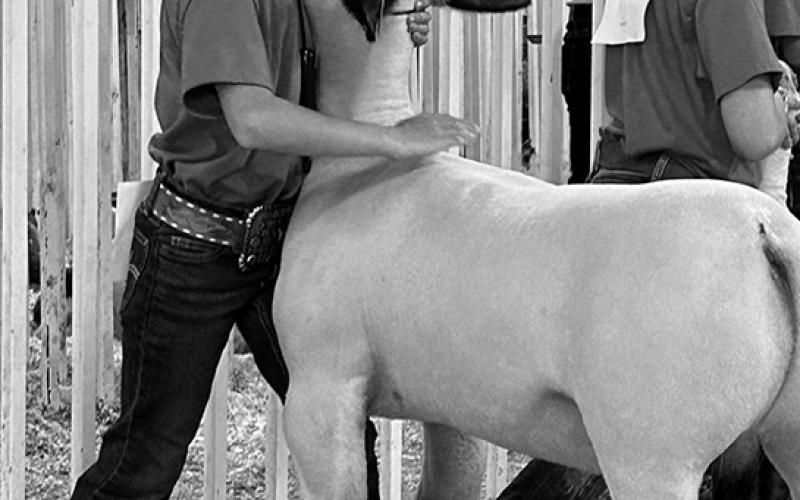 Livestock exhibitors must follow the North Dakota State Board of Animal Health regulations. NDSU photo