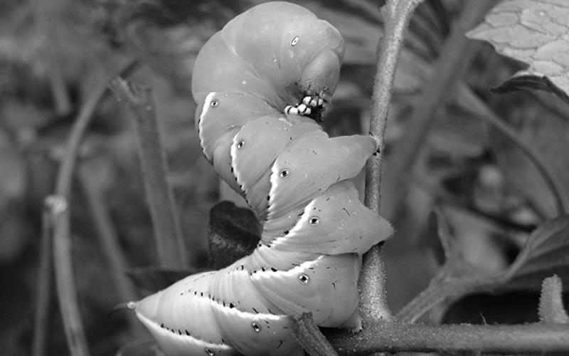 This hornworm eating a tomato vine can be controlled with a variety of available insecticides. (Pixabay photo)