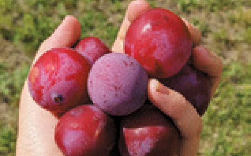 Pembina County Community Orchard benefist from Outdoor Heritage Fund and Renewable Energy Program grant