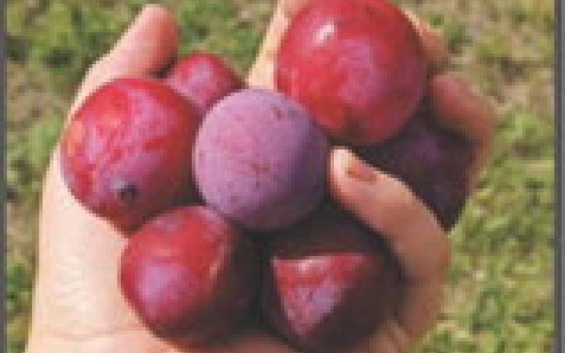 Pembina County Community Orchard benefist from Outdoor Heritage Fund and Renewable Energy Program grant