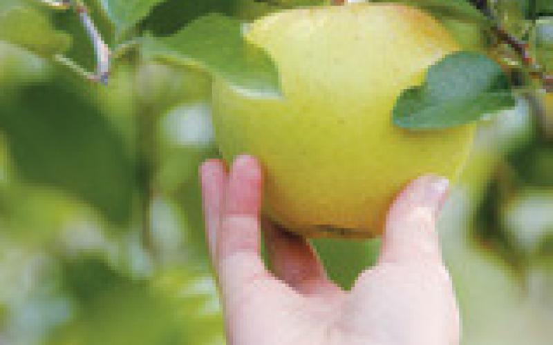 Pembina County Community Orchard benefist from Outdoor Heritage Fund and Renewable Energy Program grant