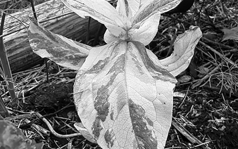 Variegated plants add texture and color to our gardens and create focal points. NDSU photo