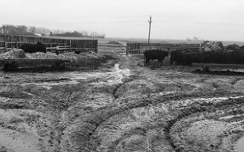 Mud will likely be an issue on many farms and ranches this spring. (NDSU photo)