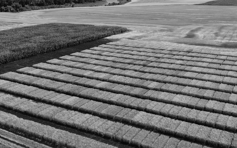 Crucial agricultural research is conducted in Fargo and at NDSU Research Extension Centers throughout the state. NDSU photo