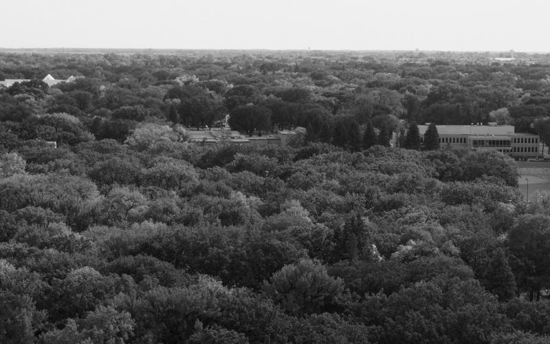 The urban forest canopy is an investment in this North Dakota community. NDSU photo