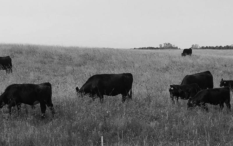Heavy grazing use in the fall can have significant impacts on forage production the following growing season. (NDSU photo)
