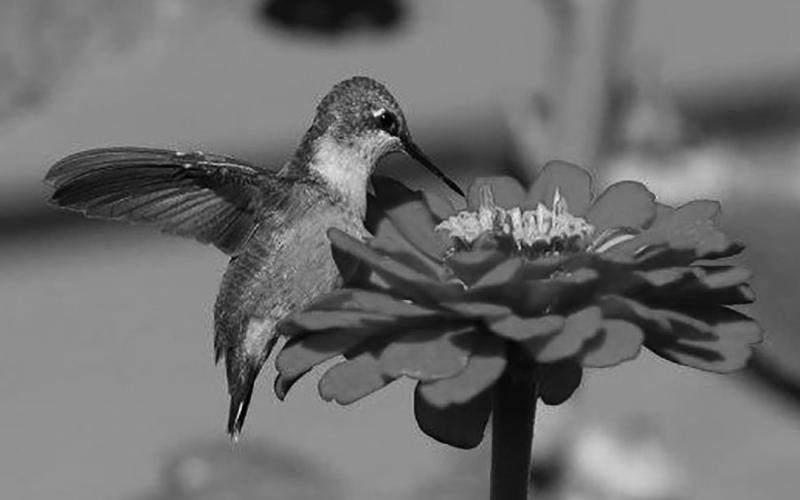 Humming bird feasting on a Zinnia. Photo by Mike Alan Steinfeldt.